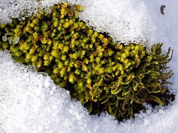 plant form with wet and dry leaves